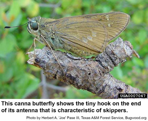 Canna butterflies have pale spots